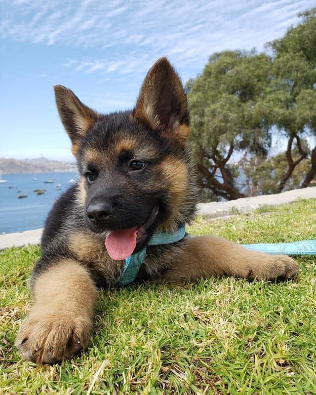 Start Right: Bringing Home a German Shepherd Puppy Made Simple
