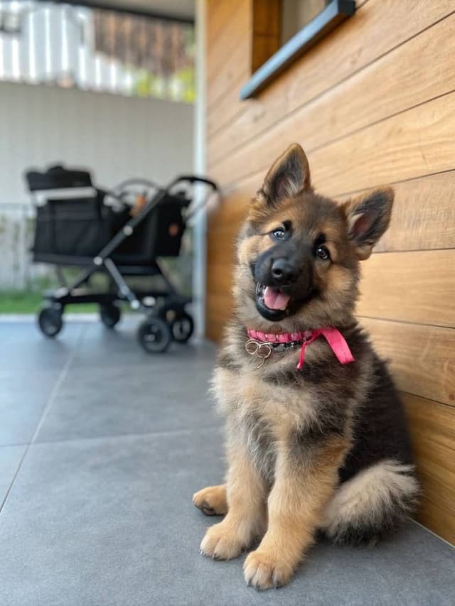 Bringing Home a German Shepherd Puppy: Your Complete Guide
